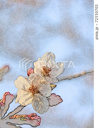 朝日を浴びて幻想的に浮かび上がり生き生きとしているピンク色の花「桜:ソメイヨシノ」色鉛筆画風 朝日を浴びて幻想的に浮かび上がり生き生きとしているピンク色の花「桜:ソメイヨシノ」色鉛筆画風 72550705