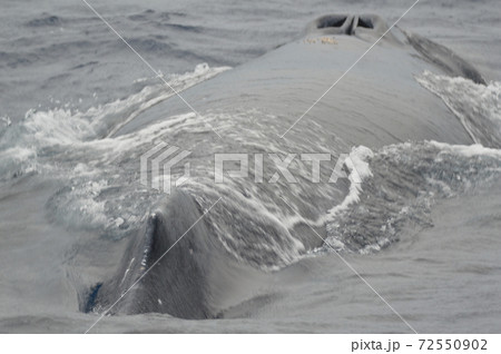 ザトウクジラ(慶良間諸島 近海/沖縄県) ザトウクジラ(慶良間諸島 近海/沖縄県) 72550902