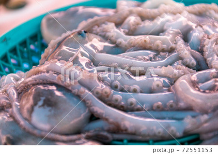 捕れたてのタコ 72551153