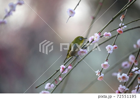 梅の花とメジロ しだれ梅 名古屋市農業センター 愛知県名古屋市 の写真素材