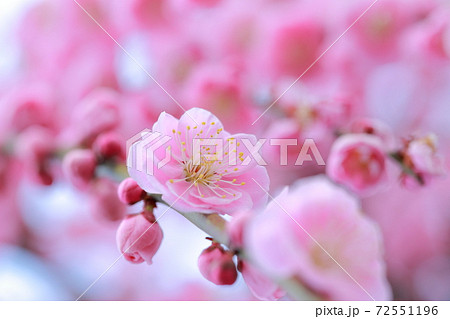 ピンク色の梅の花 しだれ梅 名古屋市農業センター 愛知県名古屋市 の写真素材