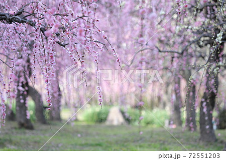 梅の花 しだれ梅 名古屋市農業センター 愛知県名古屋市 の写真素材