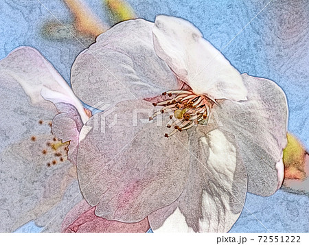 朝日を浴びて生き生きとしているピンク色の花「桜:ソメイヨシノ」色鉛筆画風 朝日を浴びて生き生きとしているピンク色の花「桜:ソメイヨシノ」色鉛筆画風 72551222
