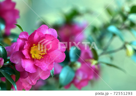 サザンカの花 サザンカの花 72551293