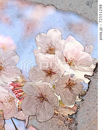朝日を浴びて生き生きとしているピンク色の花「桜:ソメイヨシノ」色鉛筆画風 72551298