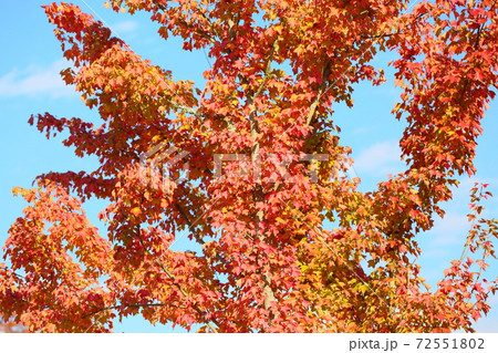 鮮やかトウカエデ紅葉 72551802