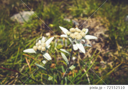Edelweiss flowers in Vanoise national Park, France Edelweiss flowers in Vanoise national Park, France 72552510