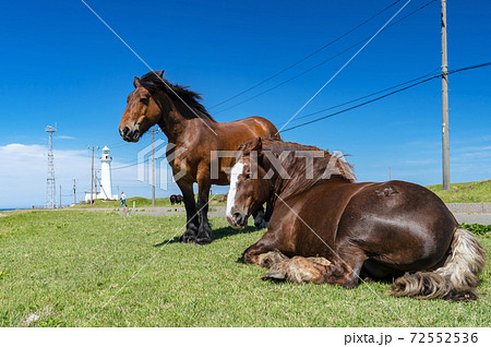 【青森県下北半島尻屋崎】尻屋崎の寒立馬 72552536