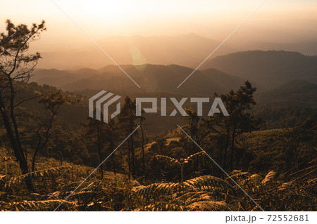 Mountain forest view in the evening Mountain forest view in the evening 72552681