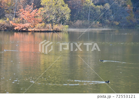紅葉の水面を泳ぐ水鳥 紅葉の水面を泳ぐ水鳥 72553121
