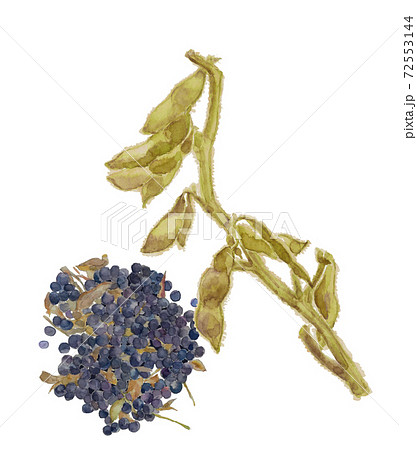 黒大豆の脱穀前と脱穀後のセット 野菜 素材【水彩イラスト】 72553144