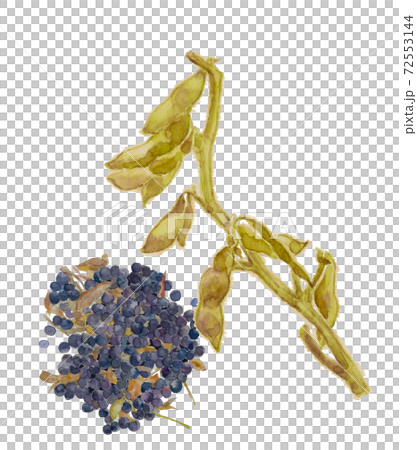 黒大豆の脱穀前と脱穀後のセット 野菜 素材【水彩イラスト】 72553144