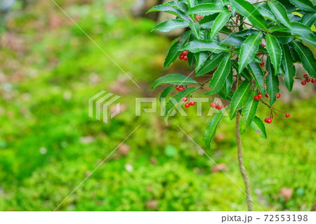 苔庭の赤い実 苔庭の赤い実 72553198