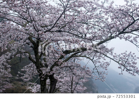 渡月橋の桜 渡月橋の桜 72553301