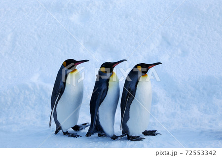 キングペンギンの散歩 キングペンギンの散歩 72553342