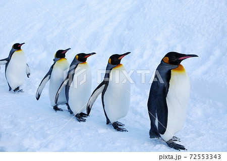 キングペンギンの散歩 72553343