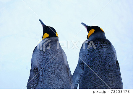 キングペンギン キングペンギン 72553478