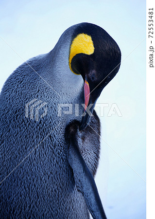 キングペンギン キングペンギン 72553481