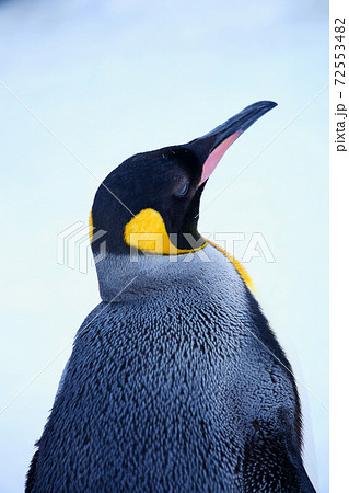 キングペンギン キングペンギン 72553482