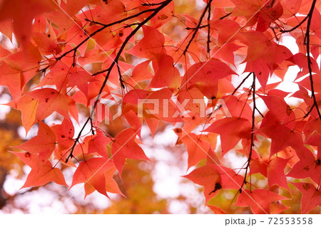 木漏れ日の楓6 72553558