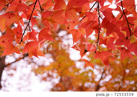 木漏れ日の楓5 72553559