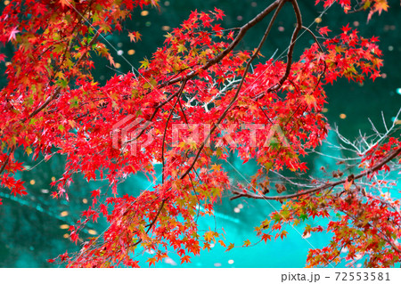 もみじと花園渓谷の写真素材
