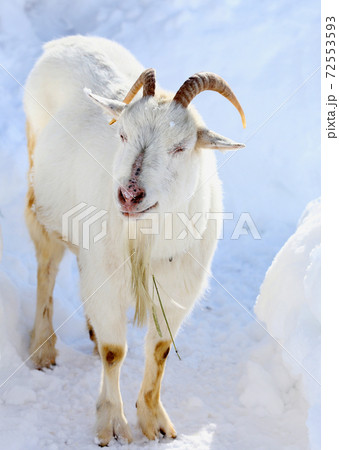 シバヤギ 72553593