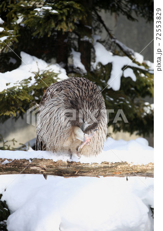 シマフクロウ 72553829