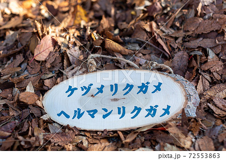 切株アート 札 切株アート 札 72553863