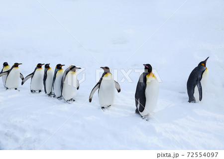 キングペンギンの散歩 キングペンギンの散歩 72554097
