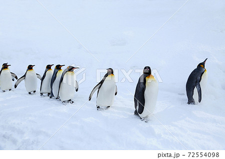 キングペンギンの散歩 キングペンギンの散歩 72554098