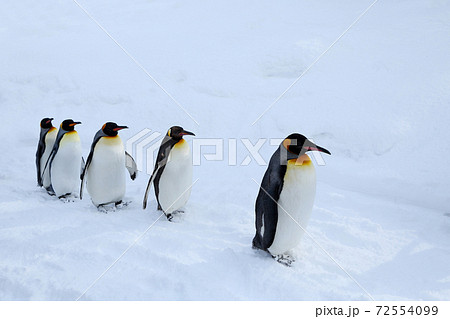 キングペンギンの散歩 キングペンギンの散歩 72554099