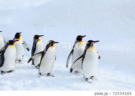 キングペンギンの散歩 キングペンギンの散歩 72554103