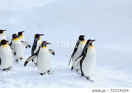 キングペンギンの散歩 キングペンギンの散歩 72554104