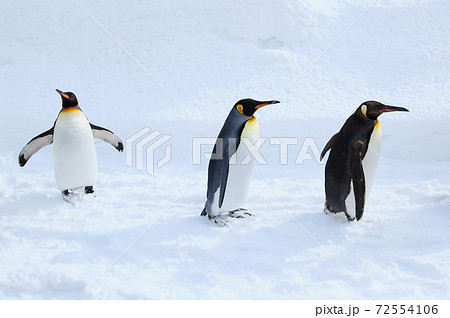 ペンギンの散歩 ペンギンの散歩 72554106