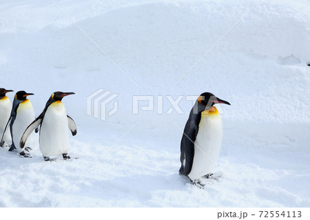 キングペンギンの散歩 キングペンギンの散歩 72554113