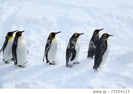 キングペンギンの散歩 キングペンギンの散歩 72554115