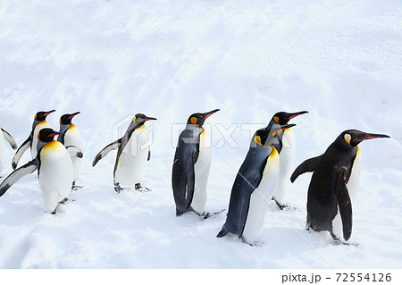キングペンギンの散歩 キングペンギンの散歩 72554126