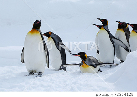 キングペンギンの散歩 キングペンギンの散歩 72554129