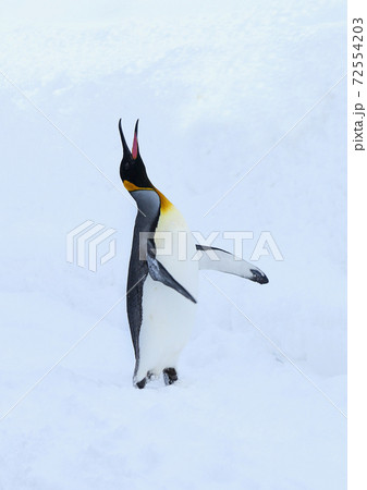 キングペンギン キングペンギン 72554203