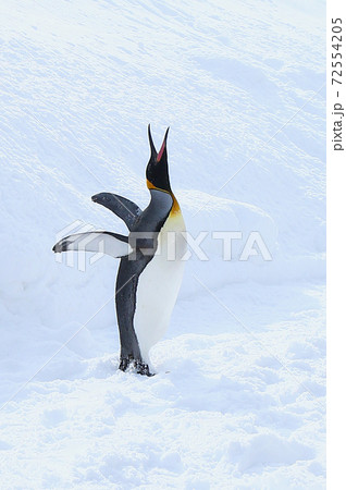 キングペンギン キングペンギン 72554205