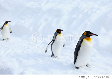 キングペンギン キングペンギン 72554210