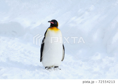 キングペンギン 72554213
