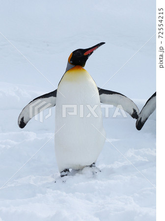 キングペンギン キングペンギン 72554215