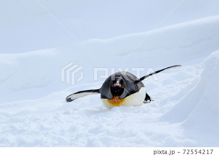 キングペンギン キングペンギン 72554217