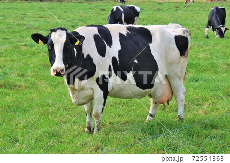 ホルスタイン牛 72554363
