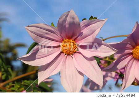 秋の花壇に咲く皇帝ダリアのピンクの花 秋の花壇に咲く皇帝ダリアのピンクの花 72554494