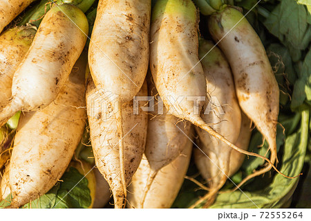 山積みの大根 山積みの大根 72555264