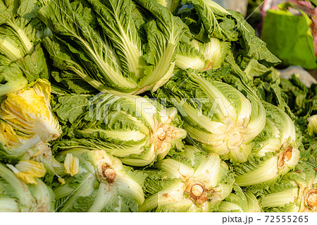 山積みの白菜 山積みの白菜 72555265