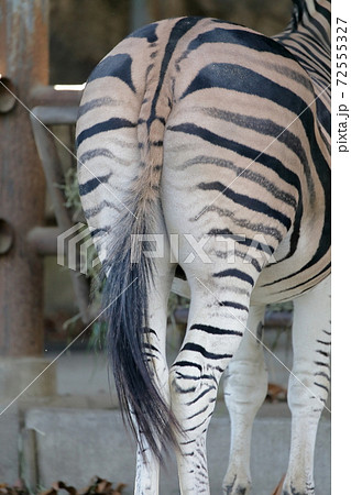 後ろ姿（シマウマの尻尾　愛知県名古屋市　東山動植物園） 72555327